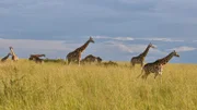 Giraffen im Murchison-Falls-Nationalpark.