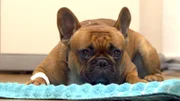 Die französische Bulldogge namens Dexter leidet unter rassetypischen Hüftproblemen.