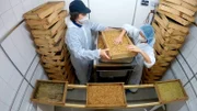In dieser Folge ermittelt unser Trio gemeinsam mit Viktoria Ganß rund um ein beliebtes japanisches Gericht: Sushi. Doch woher stammen die Zutaten? Und gibt es ein einfaches Rezept zum Selbermachen? Außerdem wird in dieser Folge der fünfte Geschmackssinn entdeckt! - Nhung und Markus Shimizu bereiten die Sojabohnenfermentierung vor.