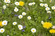 Es ist ein "Allerweltsblümchen" und fast allgegenwärtig: das Gänseblümchen. Meist weiß, mal zartrosa, mal leicht rötlich. In der Blumenwiese macht es sich besonders hübsch.