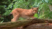 Luchs im Kronberger Opel-Zoo.