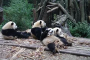 Pandas verschlingen Unmengen Bambussprossen. Am liebsten liegen sie dabei auf dem Rücken.