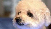 Die Bichon Frisé Hündin Emma muss auf der Insel Sylt zum Gesundheits-Check.
