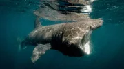 Walhai: Er ist der größte Fisch der Welt und kann ausgewachsen bis zu 20 Metern lang und 34 Tonnen schwer werden.