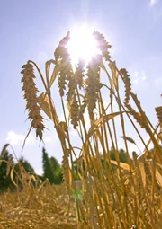 Seit Jahrtausenden ist das Getreide eines der wichtigsten Grundnahrungsmittel der Menschen. Angebaute Sorten sind Weizen (im Bild), Roggen, Hafer und Gerste.