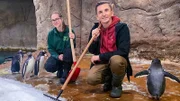 Sie können nicht fliegen, aber pfeilschnell schwimmen – Pinguine sind echt komische Vögel. "PUR+"-Moderator Eric Mayer will wissen, wie ein Vogel überlebt, der nicht fliegen kann.