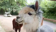 Alpaka im Zoo Frankfurt.