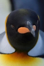Königspinguin