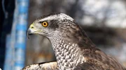 Auch für den Einsatz in der amerikanischen Unterhaltungsbranche werden Wildtiere wie Raubvögel trainiert und privat gehalten.