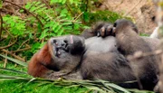 Experiment im Gorilla-Haus. Heute wollen sich Matthias und Sara einmal ansehen, wie sich Silberrücken Mayabu benimmt, wenn er sich unbeobachtet fühlt. Sie haben eine Kamera im Gorilla-Haus installiert. Ob Maayabu merkt, dass er beobachtet wird, während er versucht, ein Überraschungspaket zu öffnen und nach gefüllten Bambusstäben fischt?