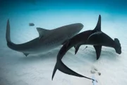 A hammerhead and tiger shark bend away from each other as they pass.