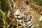 Calhoa, das Jaguarweibchen, auch Phantom des Dschungels genannt, sucht einen geeigneten Platz, um ihre Jungen zu gebähren.