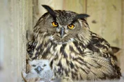 Europäischer Uhu Paula mit Findelkind Findus