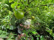 Papillote Tropical Gardens in Dominica.