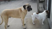 Angus the Bullmastiff and his Bulldog companion.