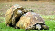 Bei den Schildkröten ist Paarungszeit - das ist harte Arbeit!