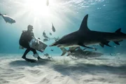 Expert diver, Jamin Martinelli, encounters a hammerhead shark while holding a bait box during the close encounter experiment.