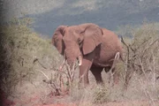 Portrait of an elephant at the Wildlife Works Sanctuary.
