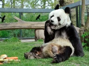 Der Bambusbär aus China ist 1980 ein Geschenk an den damaligen Bundeskanzler Helmut Schmidt und löst erhebliche diplomatische Spannungen aus. Den Berlinerinnen und Berlinern ist das egal. Sie lieben Bao Bao. - Bao Bao feiert seinen 30. Geburtstag - der alte Panda wird natürlich gefeiert und verwöhnt.