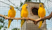 Ein zahmer Goldsittich aus der Loro-Show ist vor einiger Zeit aus dem Loro-Park ausgebüchst. Jetzt ist er wieder aufgetaucht und trifft nach einem Jahr auf seine Artgenossen und Trainerin Montserrat. Wird er sich freuen, alle wiederzusehen?