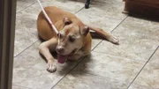 Pitbull-Omi Summer hat praktisch ihr ganzes Leben im Zwinger verbracht. Bisher wollte niemand den eigenwilligen Charakterhund adoptieren. Aber das könnte sich jetzt ändern! Über die Webseite des "Villalobos Rescue Center" ist eine Interessentin aus Iowa auf Summer aufmerksam geworden. Bei einem persönlichen Kennenlernen soll sich herausstellen, ob die Chemie zwischen den beiden stimmt. Bevor die Arthritis geplagte Vierbeinerin die weite Reise in ihr neues Zuhause antreten kann, muss Tierärztin Dr. Kristen aber noch das "OK" für Summers Transportfähigkeit geben. Außerdem in dieser Folge: Ein Streuner lebt unter einem Sattelschlepper und Ex-Knacki Earl will einen Problemhund resozialisieren.