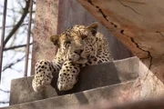 Der Leopard Bahadur hat es sich auf den Stufen eines verlassenen Aussichtsturms im Jhalana Reservat bequem gemacht.