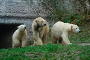 Die Eisbären "Nobby" (links) und "Nela" mit ihrer Mutter Giovanna (Mitte) im Tierpark Hellabrunn.