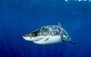 Great white shark. Guadalupe Island.