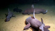 NDR Fernsehen UNBEKANNTE PARADIESE - IM REICH DER KALTWASSERRIFFE, Westafrika, Mauretanien: Tiefseequappen in 400 m Tiefe