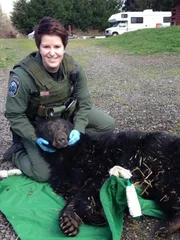 Officer Porous with a sedated black bear.