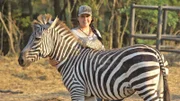 Dieses Zebra wurde aus seinem natürlichen Lebensraum entfernt, um auf einer privaten Zooanlage gehalten zu werden.