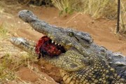Krokodile sind reine Fleischfresser und verspeisen einfach alles, was sie kriegen können.