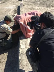 Officer Steffler inspects injured Owl.