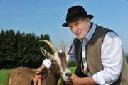 ARD STURM DER LIEBE FOLGE 1847, am Mittwoch (02.10.13) um 15:10 Uhr im ERSTEN. Beim Wettbewerb "Das Gesicht Bayerns" überzeugt Alfons (Sepp Schauer) im Umgang mit den Ziegen.