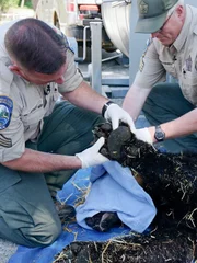 Officers Jewell and Christensen tagging a sedated Black Bear.