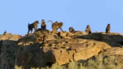 Affe in Namibia.