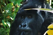 Gorilla.