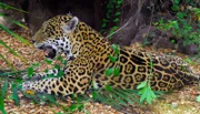 Jaguar Yellow ist verletzt und kann nicht mehr richtig laufen. Bei ihm und Weibchen Negra fliegen momentan oft die Fetzen, denn Negra ist rollig und Yellow ist der Jaguardame zu sehr auf die Pelle gerückt. Deswegen hat sie ihm einen ordentlichen Hieb verpasst. Tierärztin Kirstin überlegt, wie sie dem humpelnden Kater helfen kann.