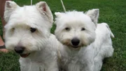 A couple of Westies up close