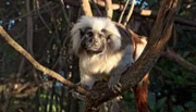 Lisztäffchen in Monekyland.