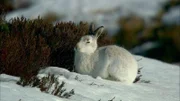Das Fell eines Schneehasen ist weiß, damit er im Schnee nicht so leicht entdeckt wird.