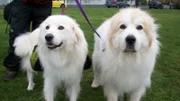 Two great pyrenees.