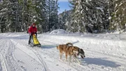 Sibirische Huskys lieben es, Schlitten zu ziehen.