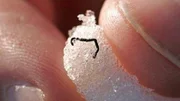 Durch einen hohen Melanin-Anteil in der Haut wird der auf Gletschern einheimische Eiswurm vor der Sonne geschützt. Sie werden etwa 15 Millimeter lang und können in eisiger Kälte überleben.
