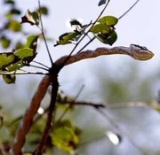 Zwischen Nordtansania und Südkenia erstreckt sich auf einer Fläche von 30.000 Quadratkilometern die Serengeti - eine fast baumlose Savanne, die in der Sprache der Massai soviel bedeutet, wie „das endlose Land“.