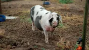 Auf dem Hof von Familie Bornheimer-Schwalbach im rheinhessischen Gau-Bickelheim leben rund 70 Bunte Bentheimer-Schweine.