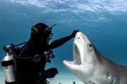 Jamin Martinelli holds the tiger shark's nose up as its mouth is exposed during the close encounter experiment.