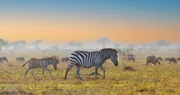 Zebras wandern mit den Gnus durch die Serengeti.