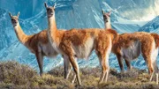 Guanakos