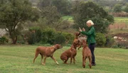 Tierärztin Katharina Ott züchtet Hunde.